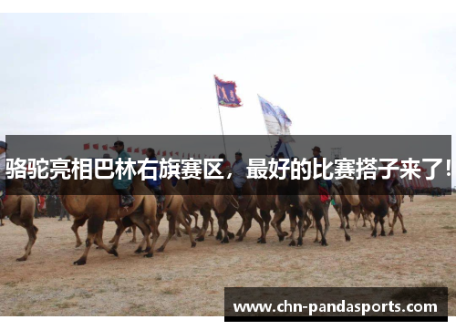 骆驼亮相巴林右旗赛区，最好的比赛搭子来了！